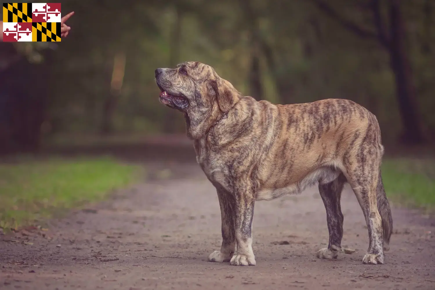 Read more about the article Mastín Español breeders and puppies in Maryland