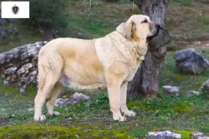 Read more about the article Mastín Español breeders and puppies in Massachusetts