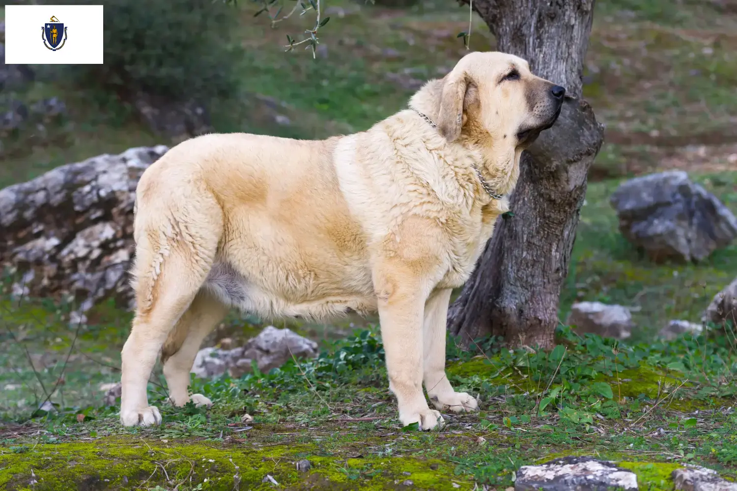 Read more about the article Mastín Español breeders and puppies in Massachusetts