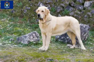 Read more about the article Mastín Español breeders and puppies in Michigan