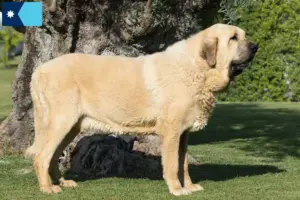 Read more about the article Mastín Español breeders and puppies in Minnesota