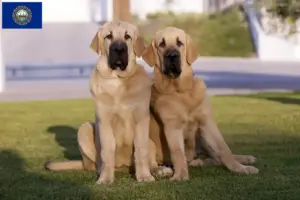Read more about the article Mastín Español breeders and puppies in New Hampshire