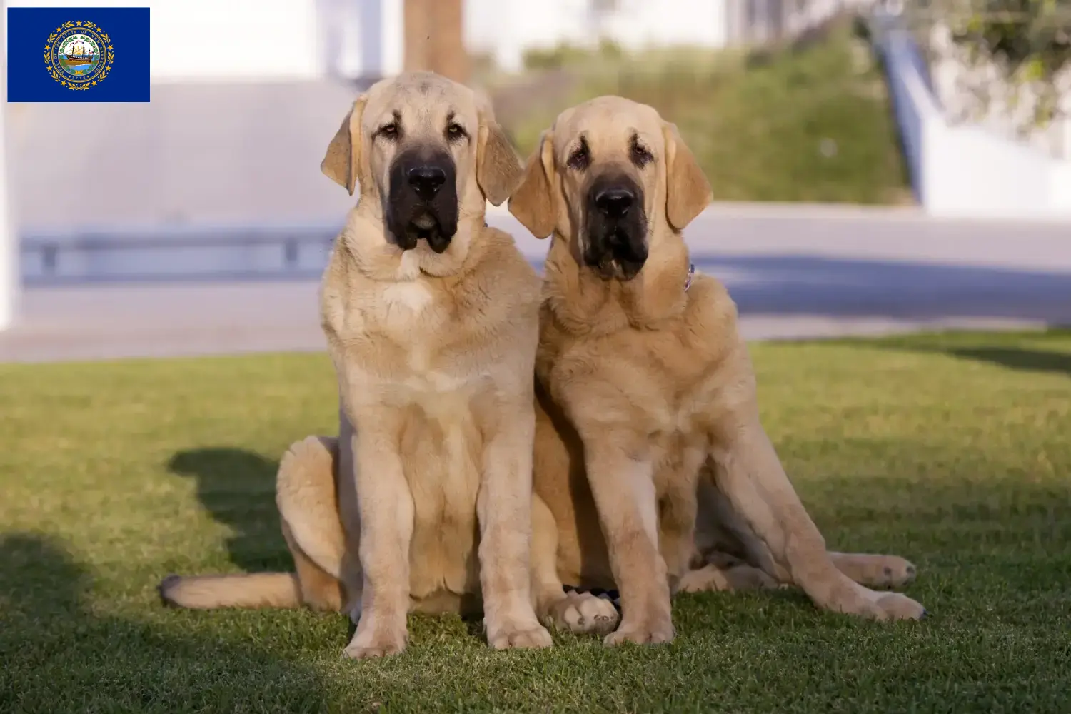Read more about the article Mastín Español breeders and puppies in New Hampshire