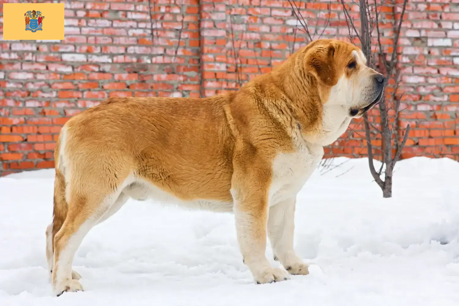 Read more about the article Mastín Español breeders and puppies in New Jersey
