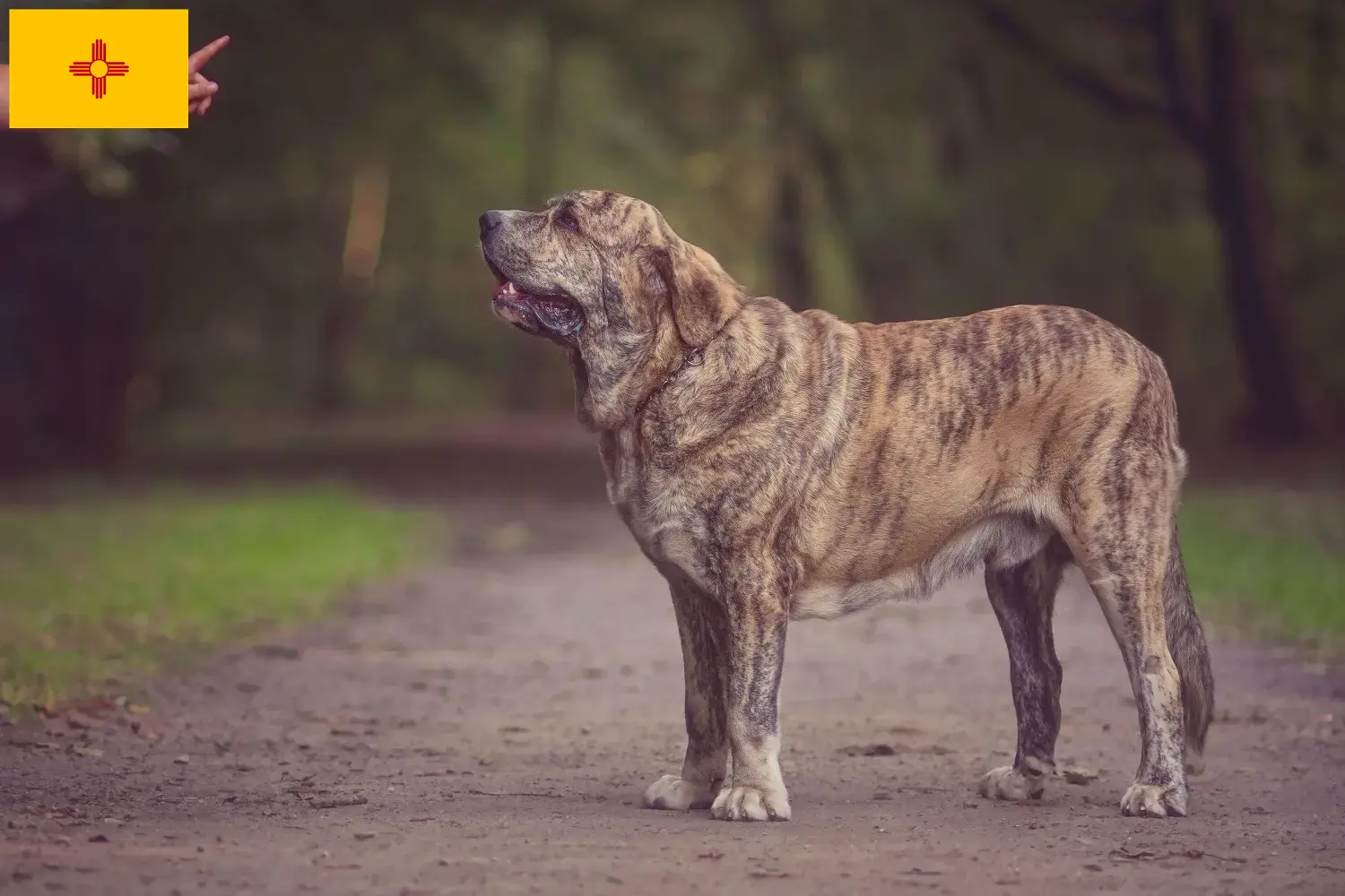 Read more about the article Mastín Español breeders and puppies in New Mexico
