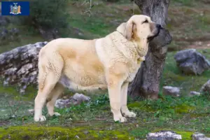 Read more about the article Mastín Español breeders and puppies in New York
