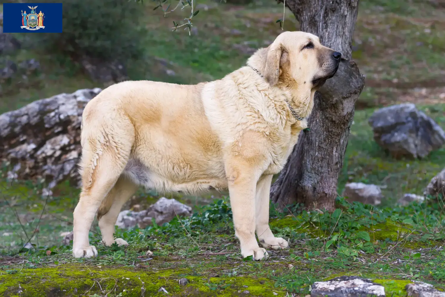 Read more about the article Mastín Español breeders and puppies in New York
