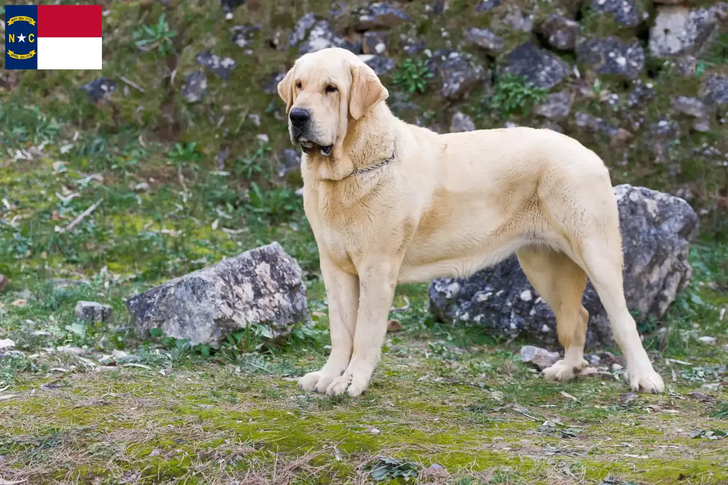 Read more about the article Mastín Español breeders and puppies in North Carolina
