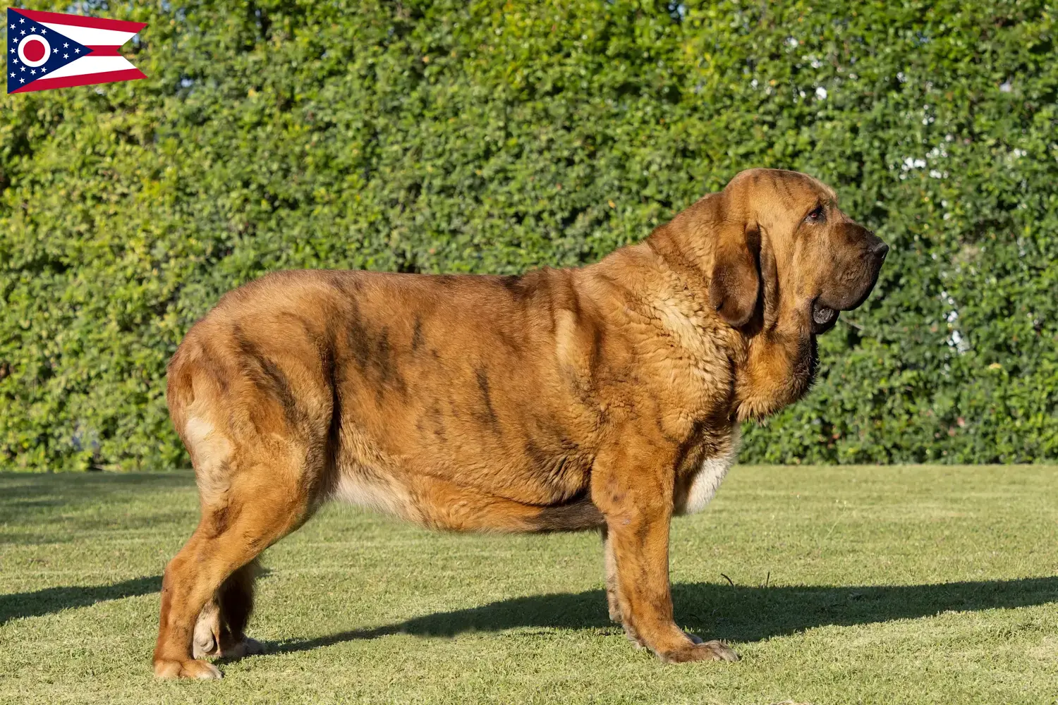 Read more about the article Mastín Español breeders and puppies in Ohio
