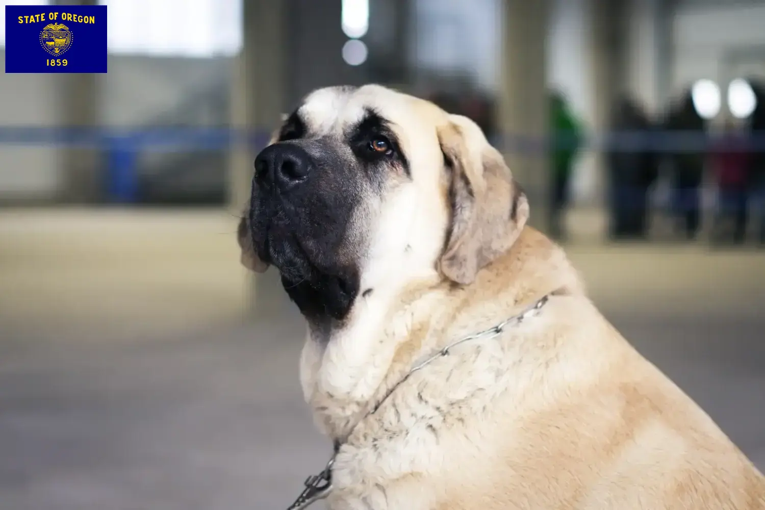 Read more about the article Mastín Español breeders and puppies in Oregon
