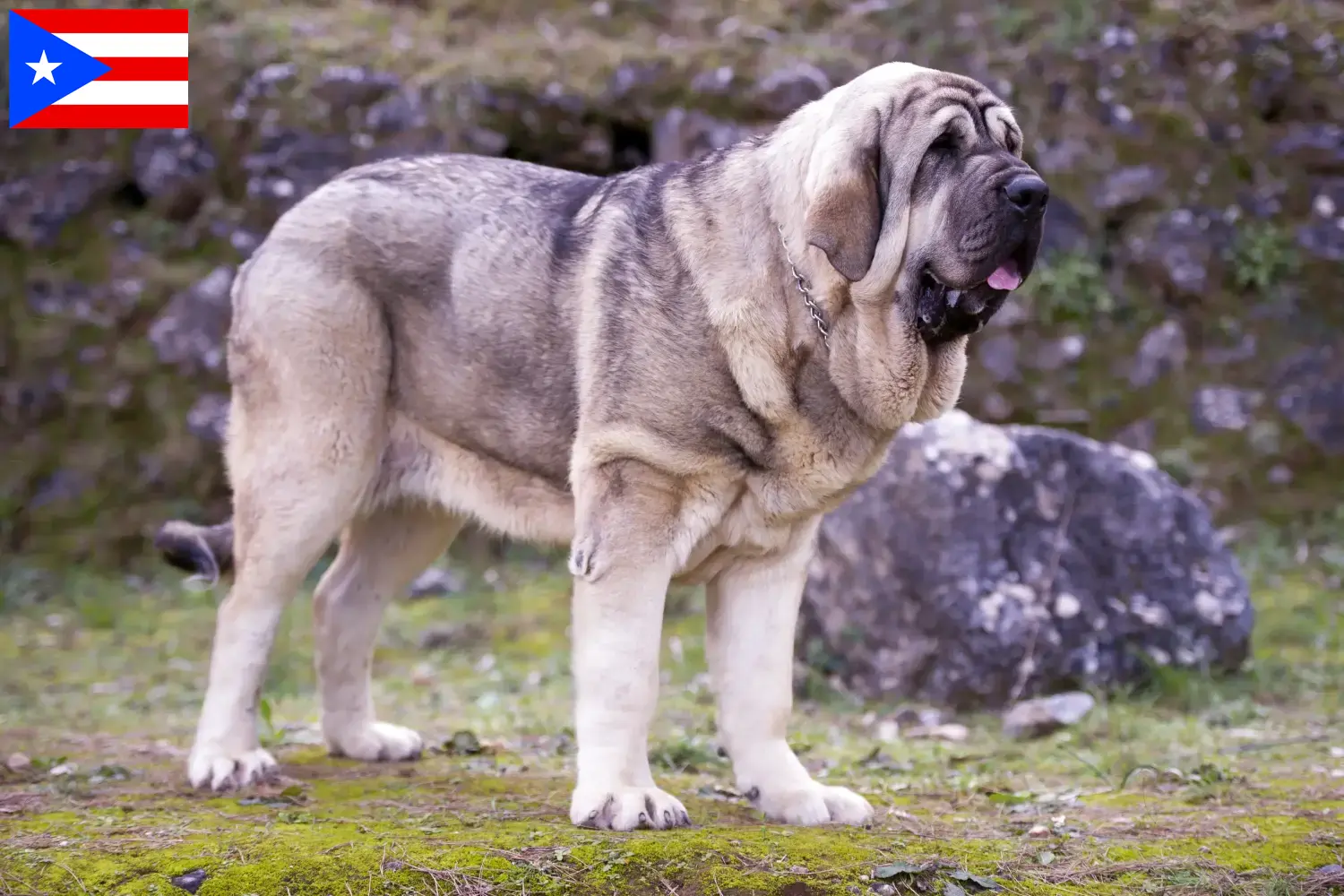Read more about the article Mastín Español breeders and puppies in Puerto Rico