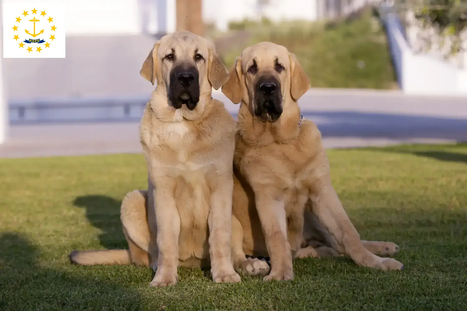 Read more about the article Mastín Español breeders and puppies in Rhode Island