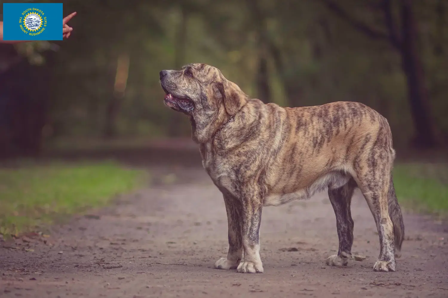 Read more about the article Mastín Español breeders and puppies in South Dakota