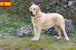 Read more about the article Mastín Español breeders and puppies in Spain