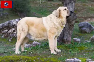 Read more about the article Mastín Español breeders and puppies in Tennessee
