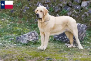 Read more about the article Mastín Español breeders and puppies in Texas