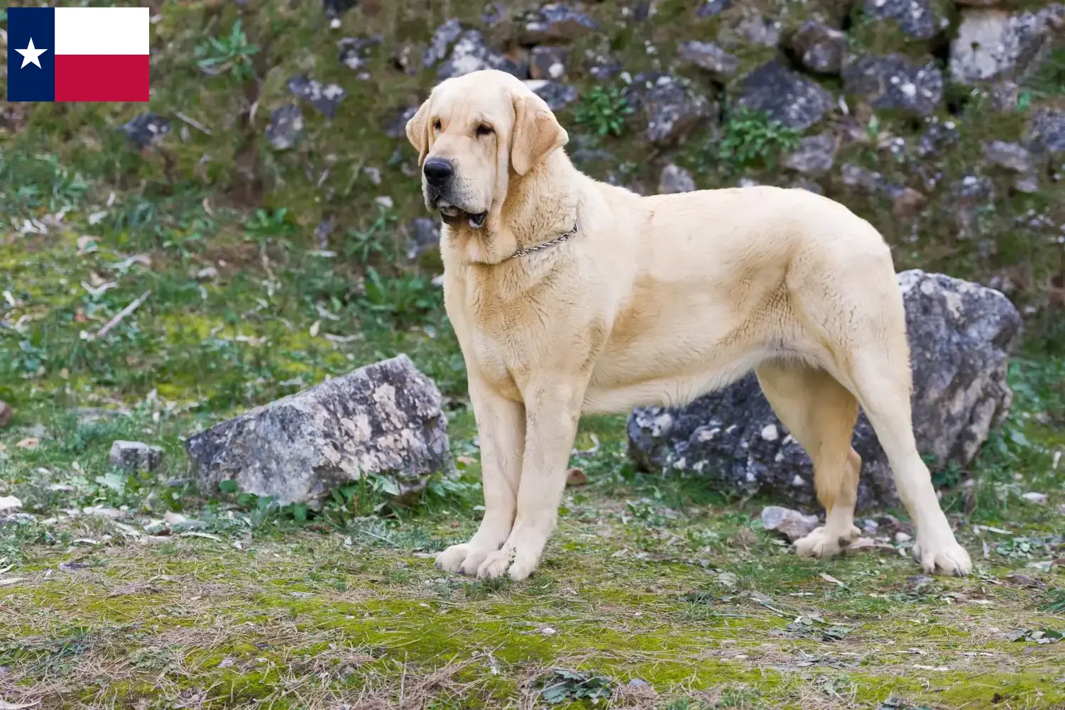 Read more about the article Mastín Español breeders and puppies in Texas