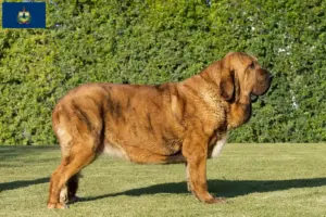 Read more about the article Mastín Español breeders and puppies in Vermont