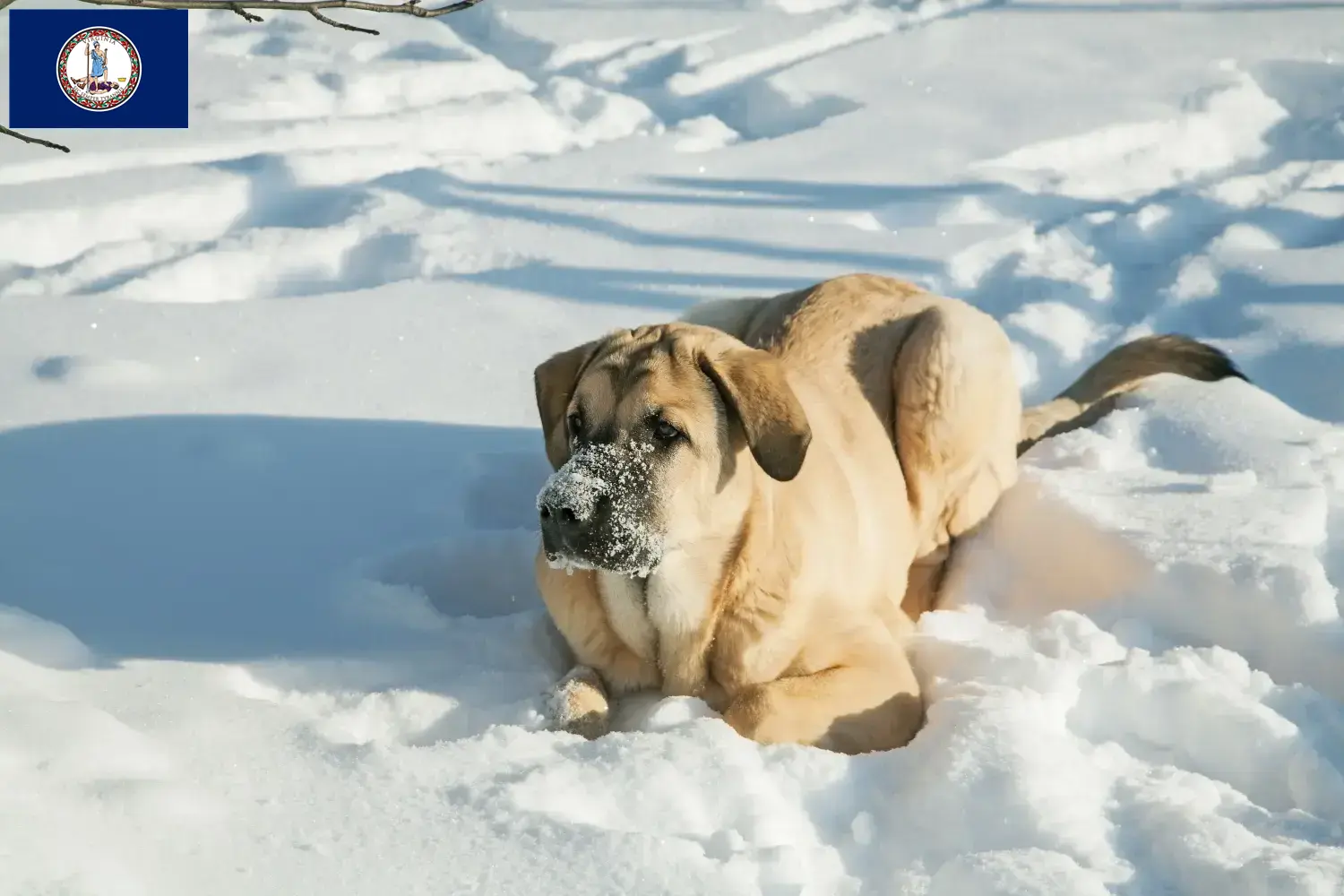 Read more about the article Mastín Español breeders and puppies in Virginia