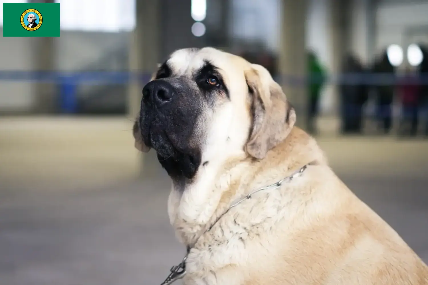 Read more about the article Mastín Español breeders and puppies in Washington
