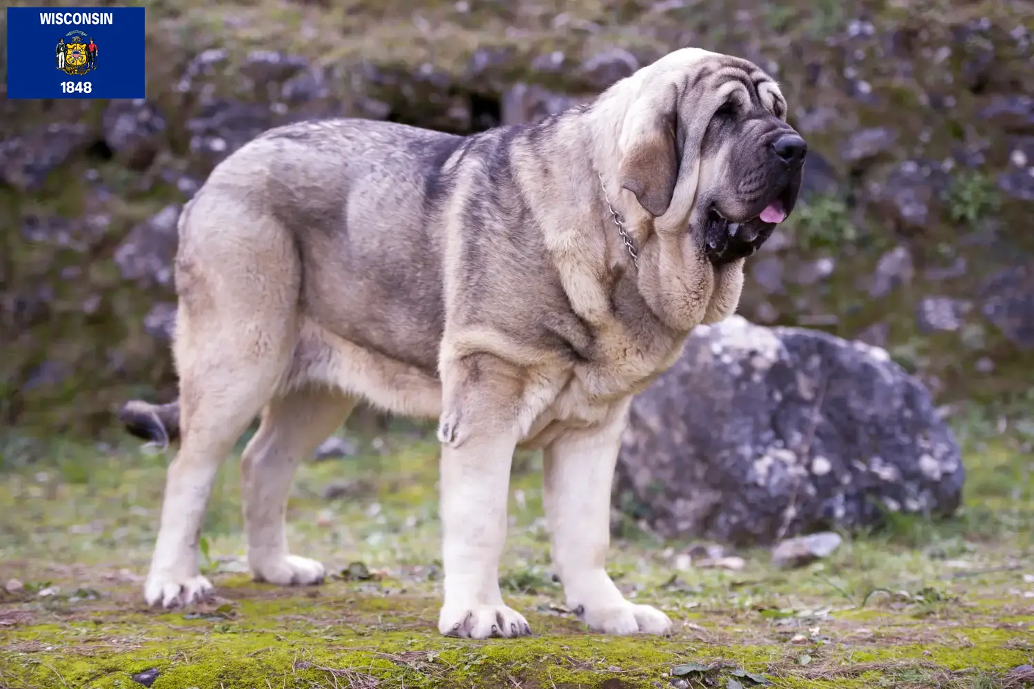 Read more about the article Mastín Español breeders and puppies in Wisconsin