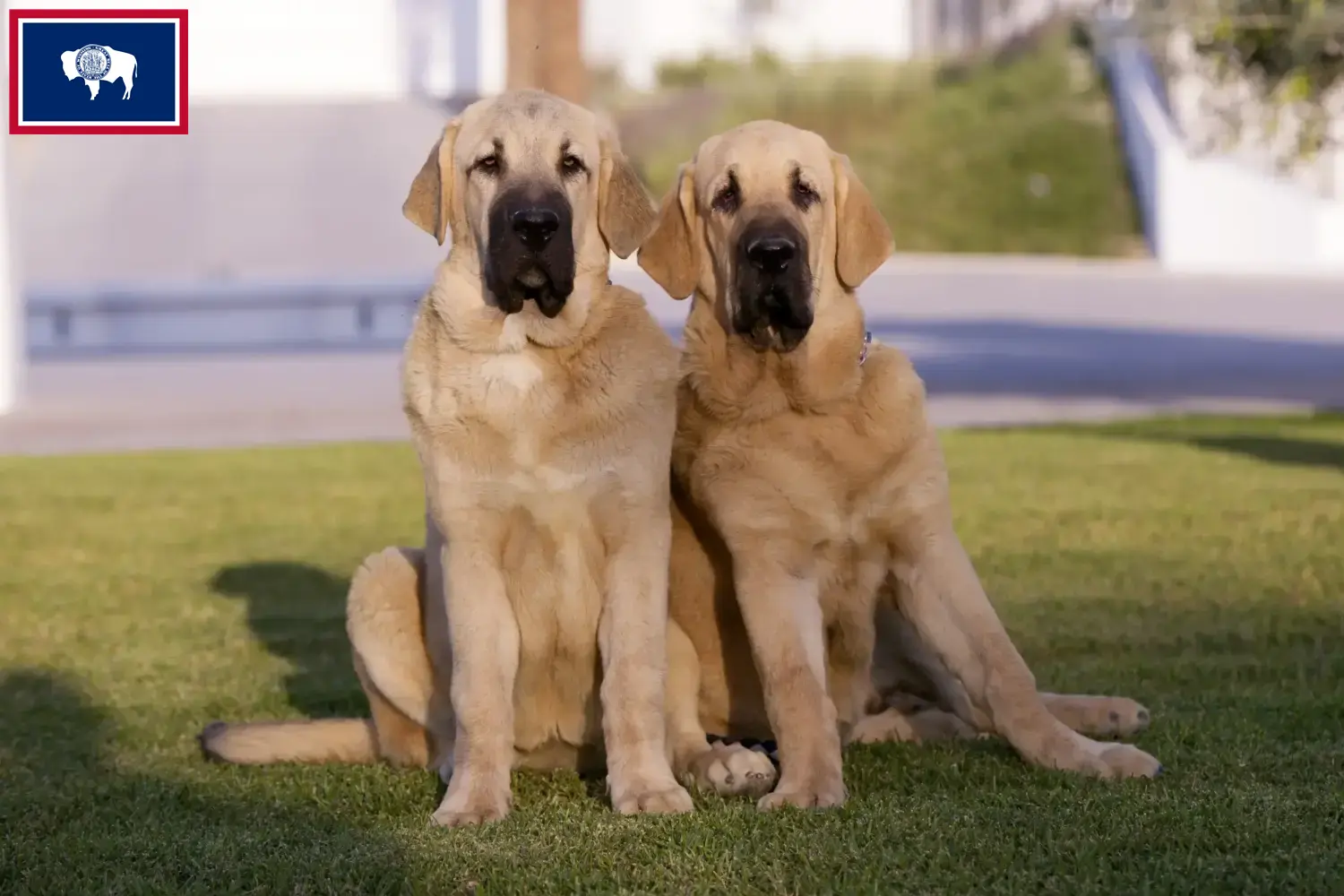 Read more about the article Mastín Español breeders and puppies in Wyoming