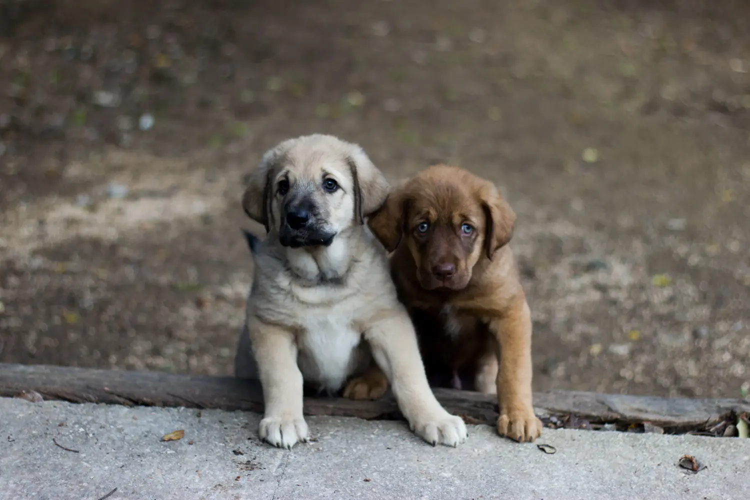 Buying a Mastín Español puppy means taking responsibility! Buy Mastín Español puppies.