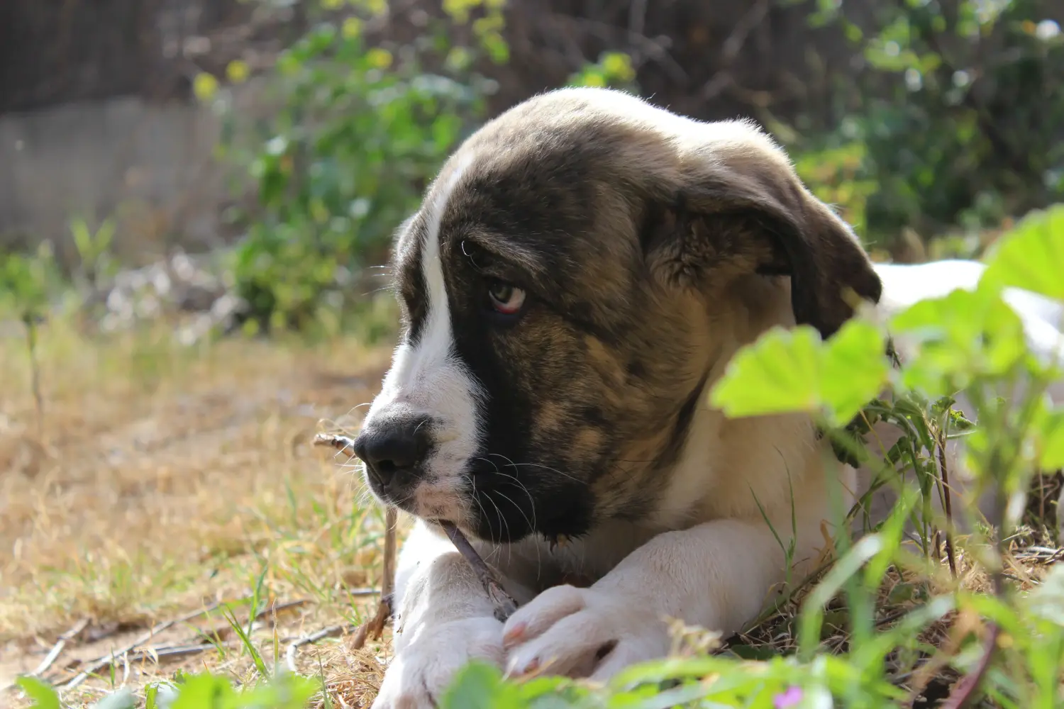 Buying a Mastín Español puppy means taking responsibility! Buy Mastín Español puppies.