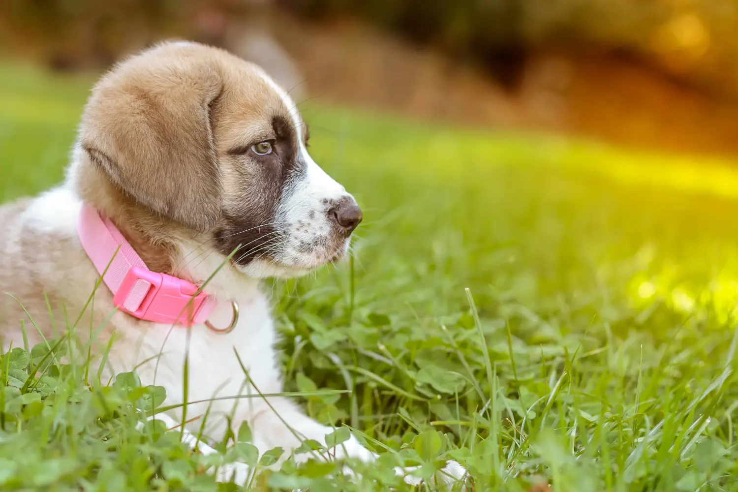 Buying a Mastín Español puppy means taking responsibility! Buy Mastín Español puppies.