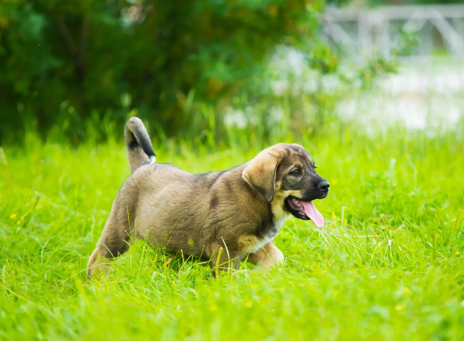Buying a Mastín Español puppy means taking responsibility! Buy Mastín Español puppies.