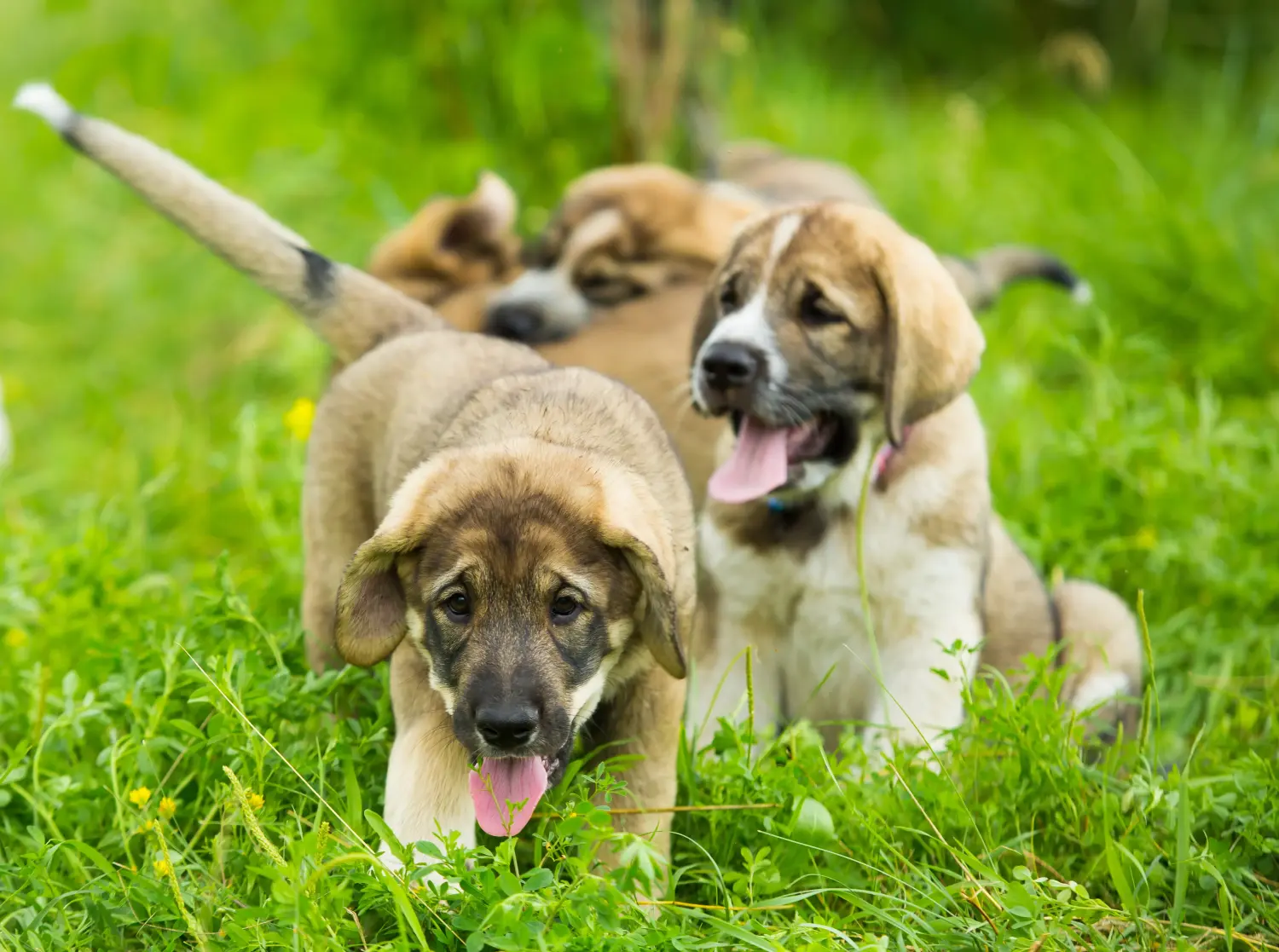 Buying a Mastín Español puppy means taking responsibility! Buy Mastín Español puppies.