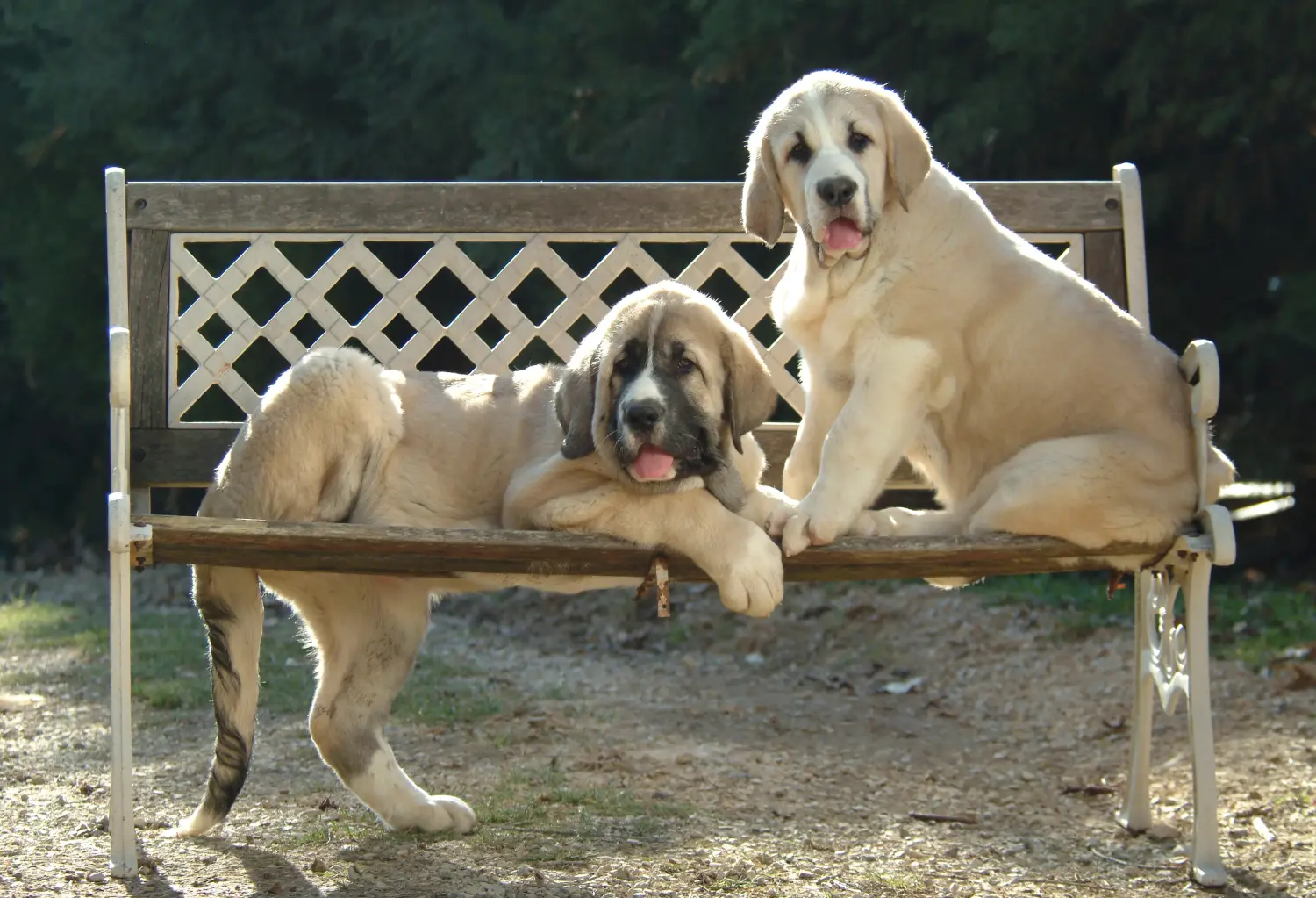 Buying a Mastín Español puppy means taking responsibility! Buy Mastín Español puppies.