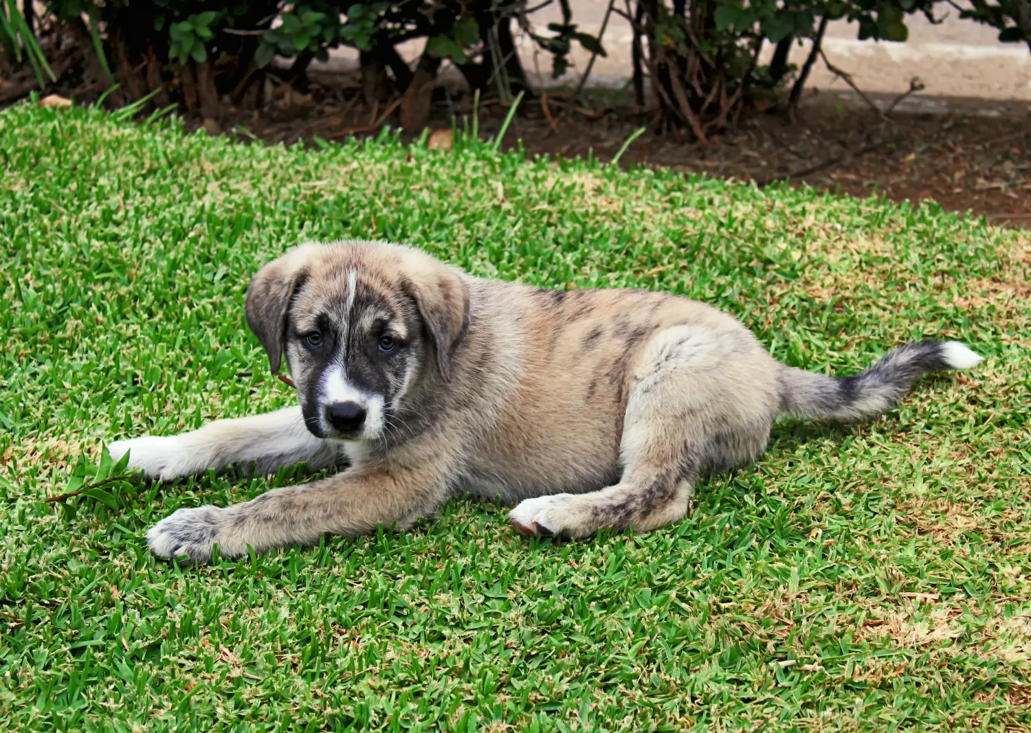 Buying a Mastín Español puppy means taking responsibility! Buy Mastín Español puppies.