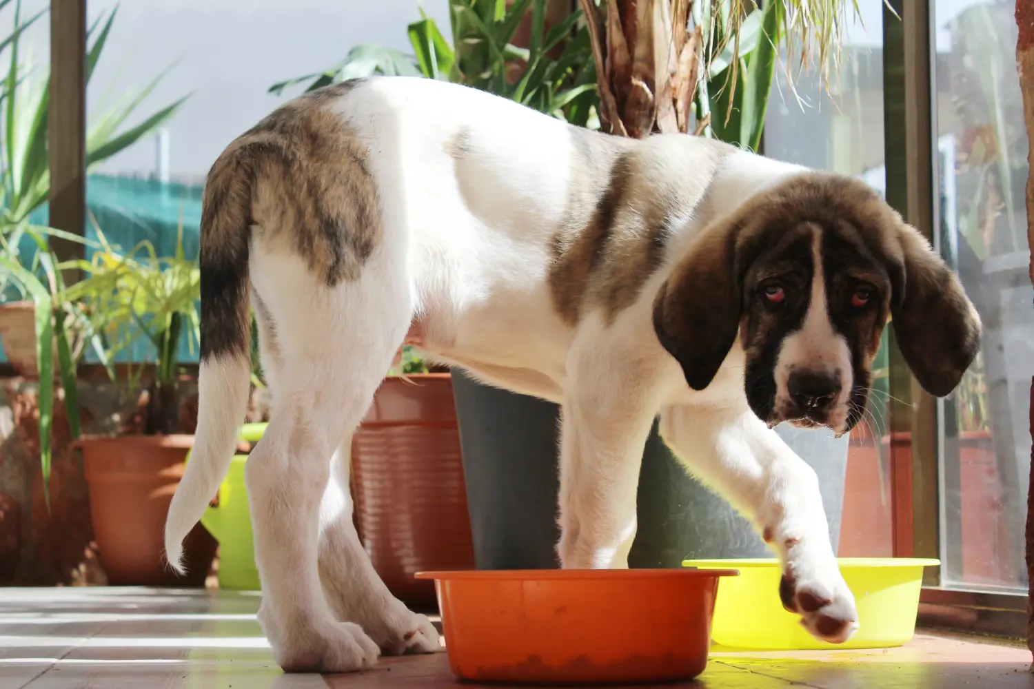 Buying a Mastín Español puppy means taking responsibility! Buy Mastín Español puppies.