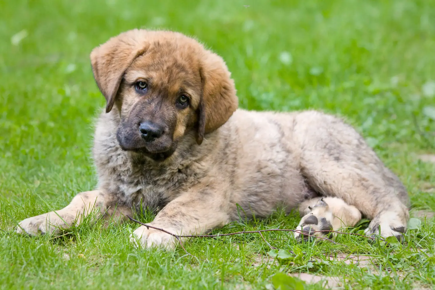 Buying a Mastín Español puppy means taking responsibility! Buy Mastín Español puppies.