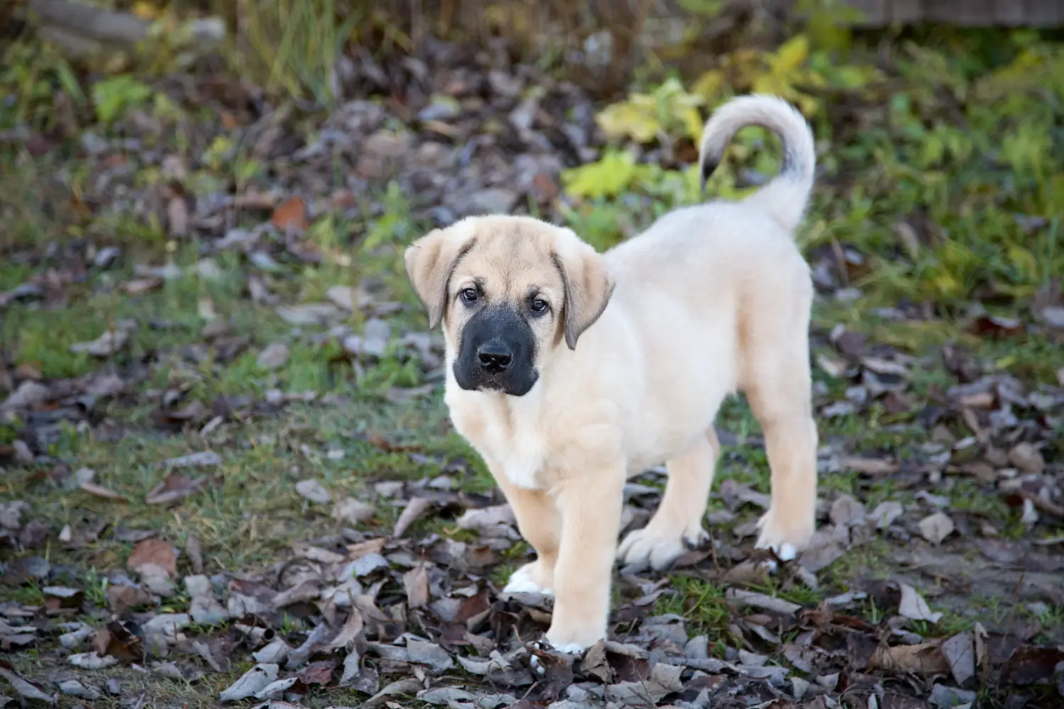 Buying a Mastín Español puppy means taking responsibility! Buy Mastín Español puppies.