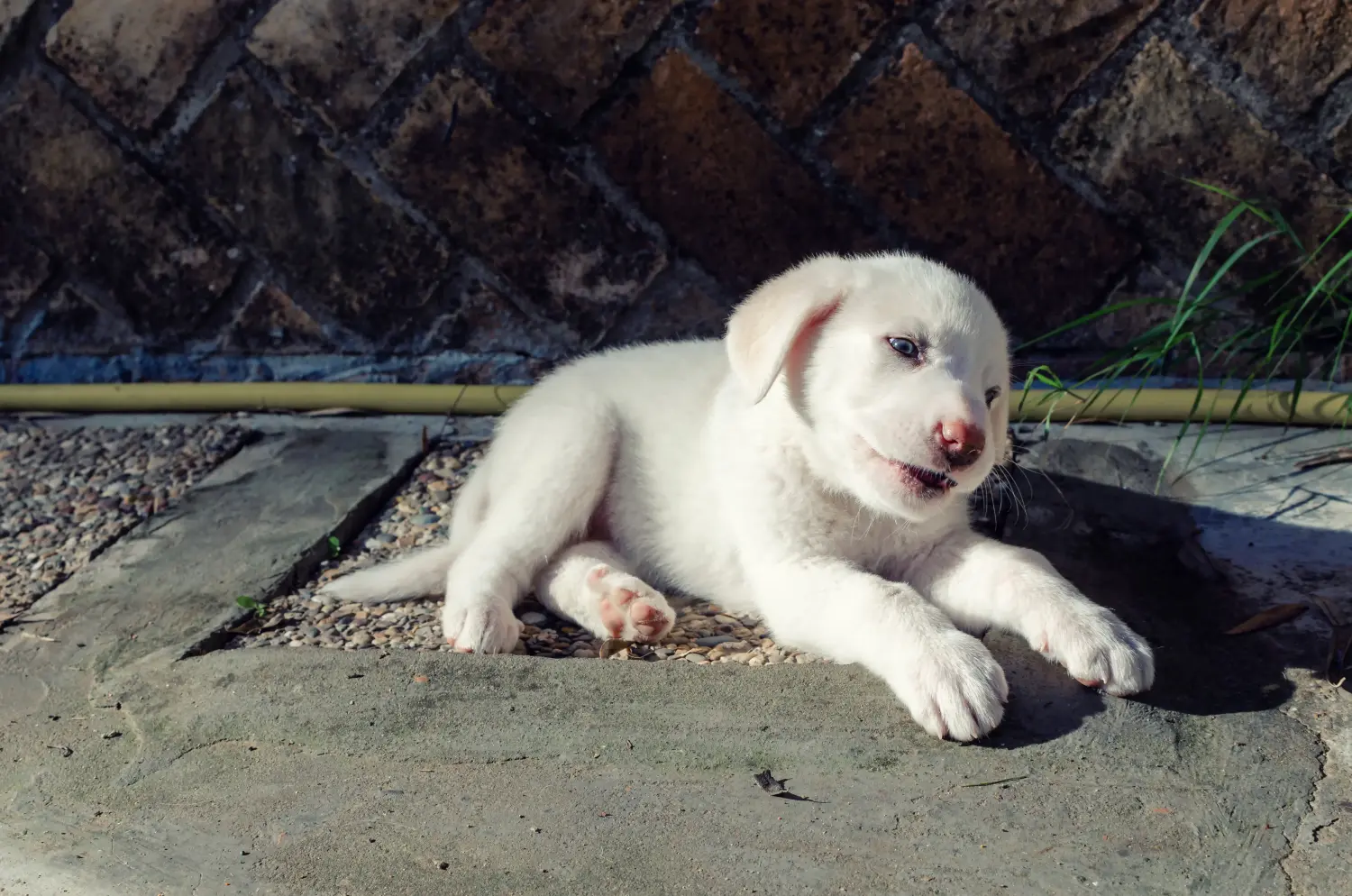 Buying a Mastín Español puppy means taking responsibility! Buy Mastín Español puppies.