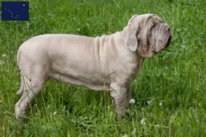 Read more about the article Mastino Napoletano breeders and puppies in Alaska