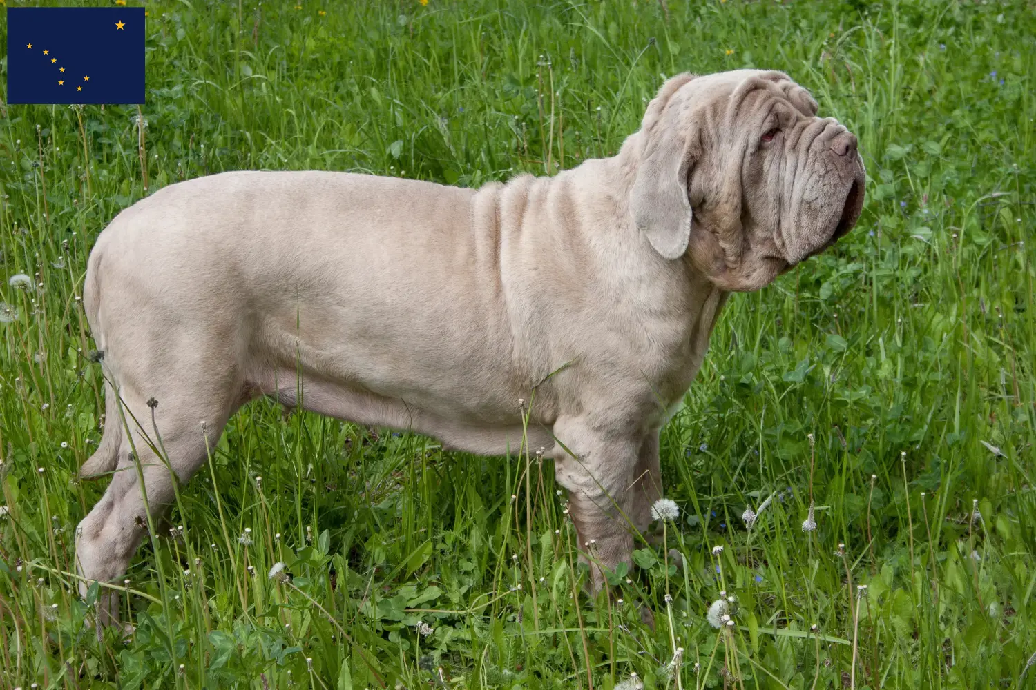 Read more about the article Mastino Napoletano breeders and puppies in Alaska