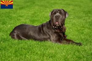 Read more about the article Mastino Napoletano breeders and puppies in Arizona