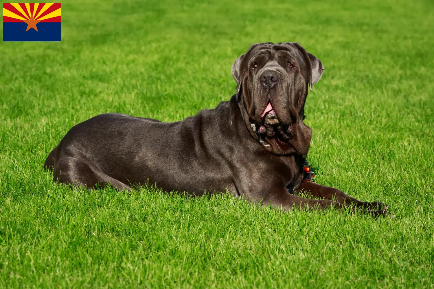 Mastino Napoletano puppies and breeder Arizona Find Mastino Napoletanos breeders in Arizona.