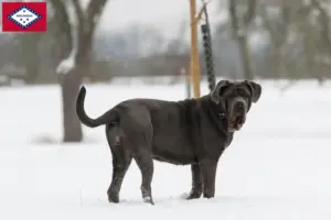Read more about the article Mastino Napoletano breeders and puppies in Arkansas