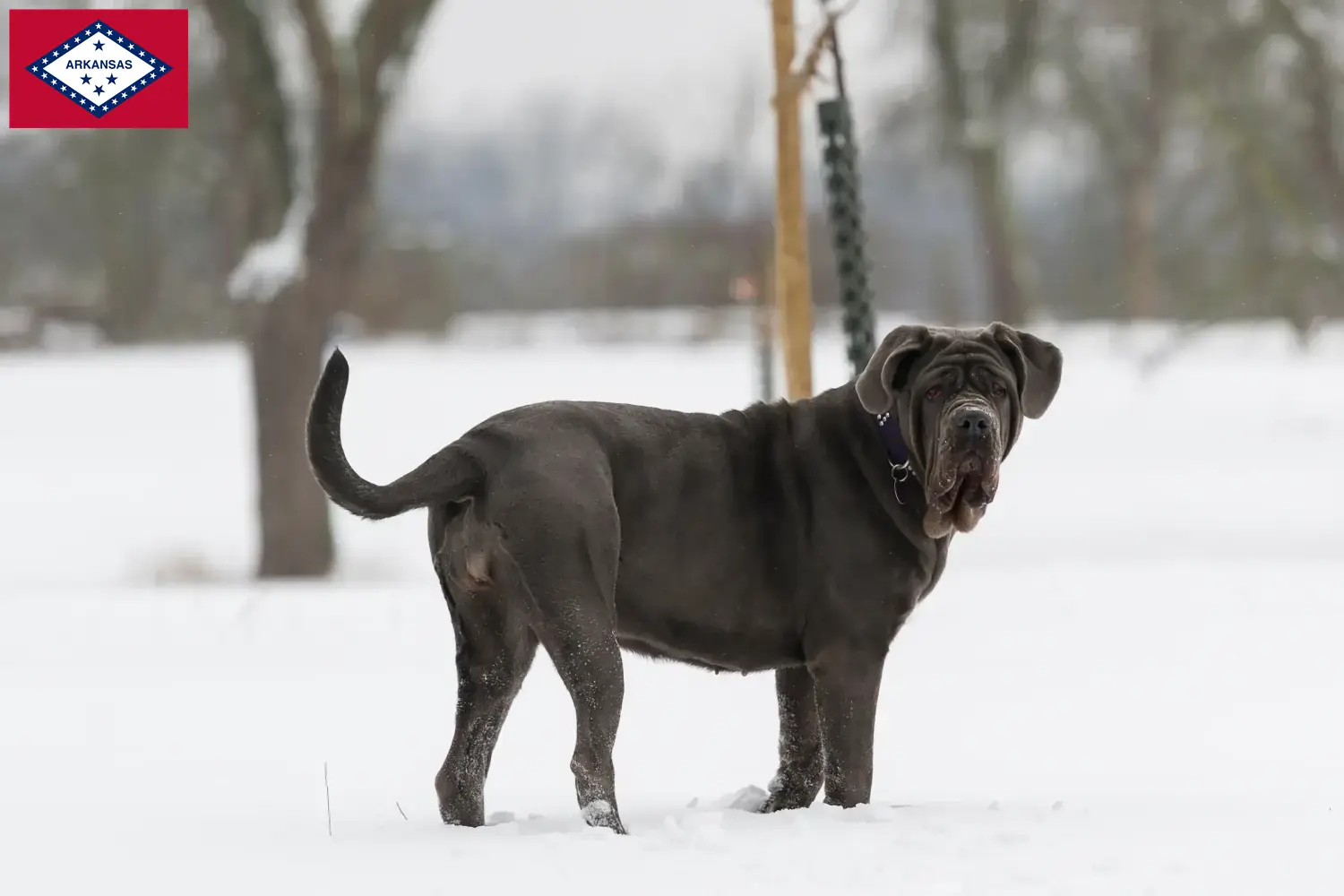 Mastino Napoletano puppies and breeders Arkansas Find Mastino Napoletanos breeders in Arkansas.