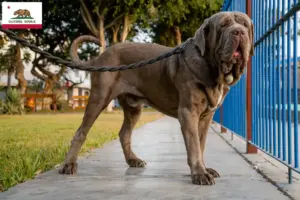 Read more about the article Mastino Napoletano breeders and puppies in California