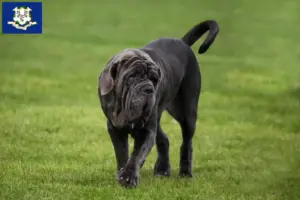 Read more about the article Mastino Napoletano breeders and puppies in Connecticut