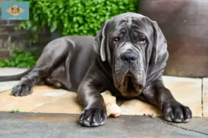 Read more about the article Mastino Napoletano breeders and puppies in Delaware