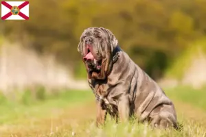 Read more about the article Mastino Napoletano breeders and puppies in Florida
