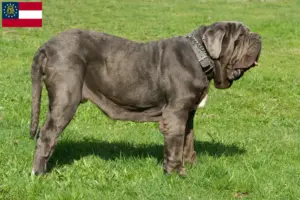 Read more about the article Mastino Napoletano breeders and puppies in Georgia