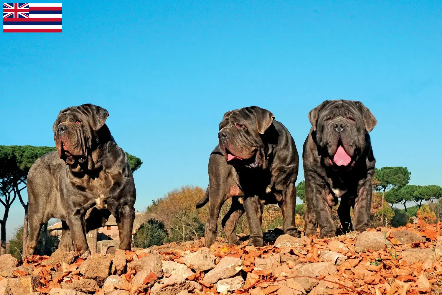 Mastino Napoletano puppies and breeders Hawaii Here you can find Mastino Napoletanos breeders in Hawaii.