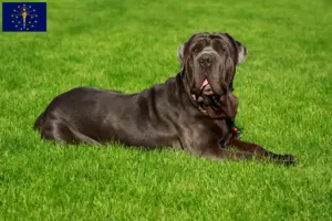 Read more about the article Mastino Napoletano breeders and puppies in Indiana